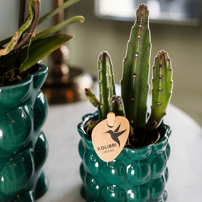 Kolibri Home | Cotton Shine Übertopf - Green - Ø6cm 
