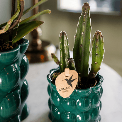 Kolibri Home | Cotton Shine Übertopf - Green - Ø6cm 