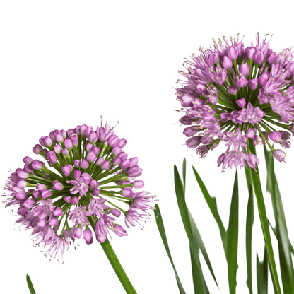 Allium senescens 'Millenium' – Kugellauch – Ø 19 cm – Höhe ca. 60 cm – Rosa Blüte – Für Beet, Steingarten & Topf – Pflegeleicht & trockenheitsverträglich 