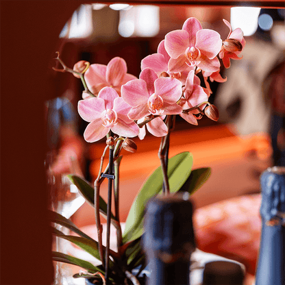 Phalaenopsis Orchideen Treviso – 2 Pflanzen – altrosa Blüten – Ø9cm – Blühende Zimmerpflanzen – Frisch vom Züchter – Elegante