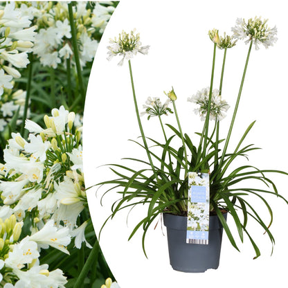 Agapanthus Everwhite Ø23cm