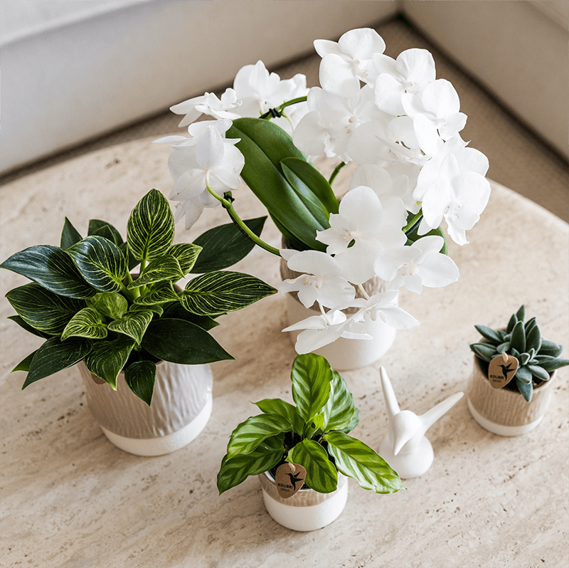 Kolibri Home | Tree Übertopf - Sand - Ø6cm 