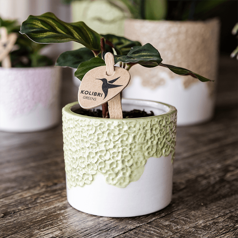 Kolibri Company | Kombi‑Deal | Bloom Grün Übertopf‑Set – 6 cm + 9 cm + 12 cm 