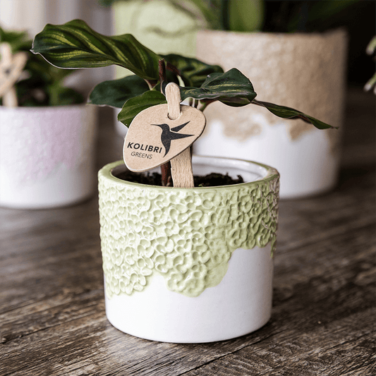 Kolibri Home | Bloom sierpot - Green - Ø9cm 