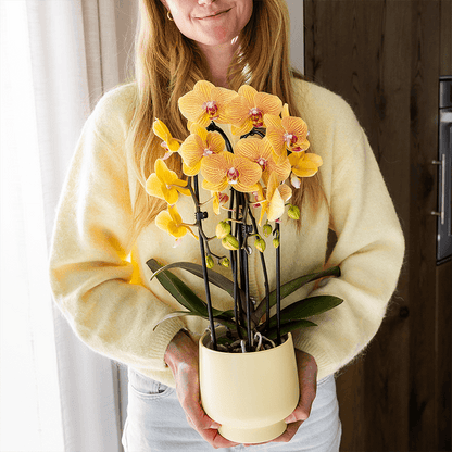 Kolibri Orchids | Orange Phalaenopsis-Orchidee Topfgröße Ø12cm | Sunny Bunny | Blühende Zimmerpflanze – Frisch vom Züchter 