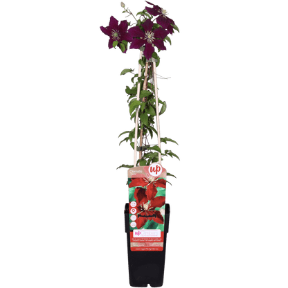 Clematis Niobe – Rote Blüten – Kletterpflanze – Ca. 65 cm hoch – Ø15 cm – Reichblühend & winterhart – Für Spalier, Zaun & Kübel 