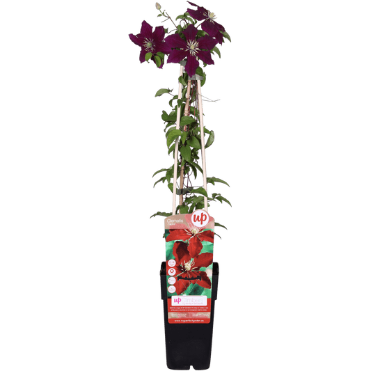 Clematis Niobe – Rote Blüten – Kletterpflanze – Ca. 65 cm hoch – Ø15 cm – Reichblühend & winterhart – Für Spalier, Zaun & Kübel 