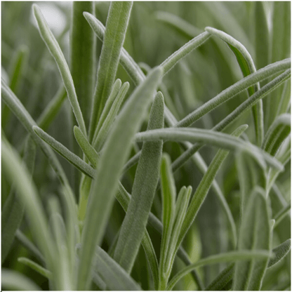 Echter Lavendel – Lavandula angustifolia – Ø7cm x H15cm – 48 Pflanzen – Duftend & pflegeleicht – Für Balkon, Terrasse & Beet – Mediterrane Schönheit 