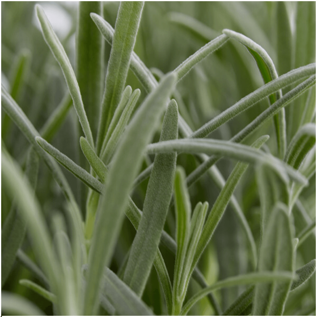 Lavandula angustifolia – Echter Lavendel – Ø7cm – ↕15cm – 12 Pflanzen – Duftende & Mediterrane Pflanzen – Für Garten, Balkon 