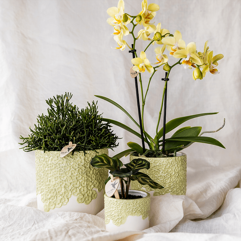 Kolibri Company | Kombi‑Deal | Bloom Grün Übertopf‑Set – 6 cm + 9 cm + 12 cm 