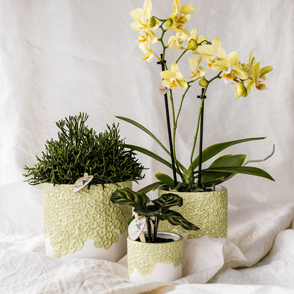 Kolibri Home | Bloom sierpot - Green - Ø6cm 