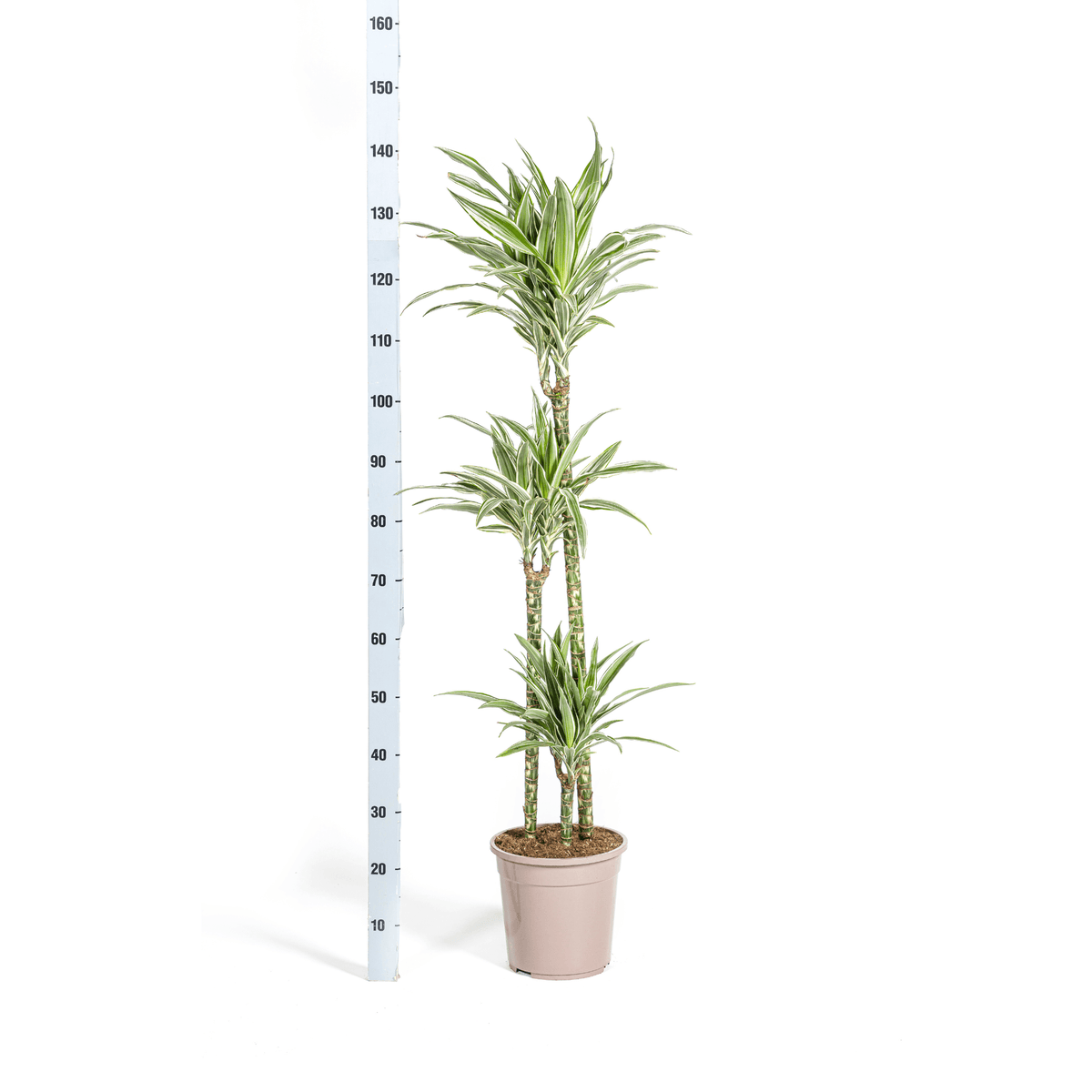 Dracaena Deremensis White Stripe mit Korb Ø24cm - ↕130 - 150cm 