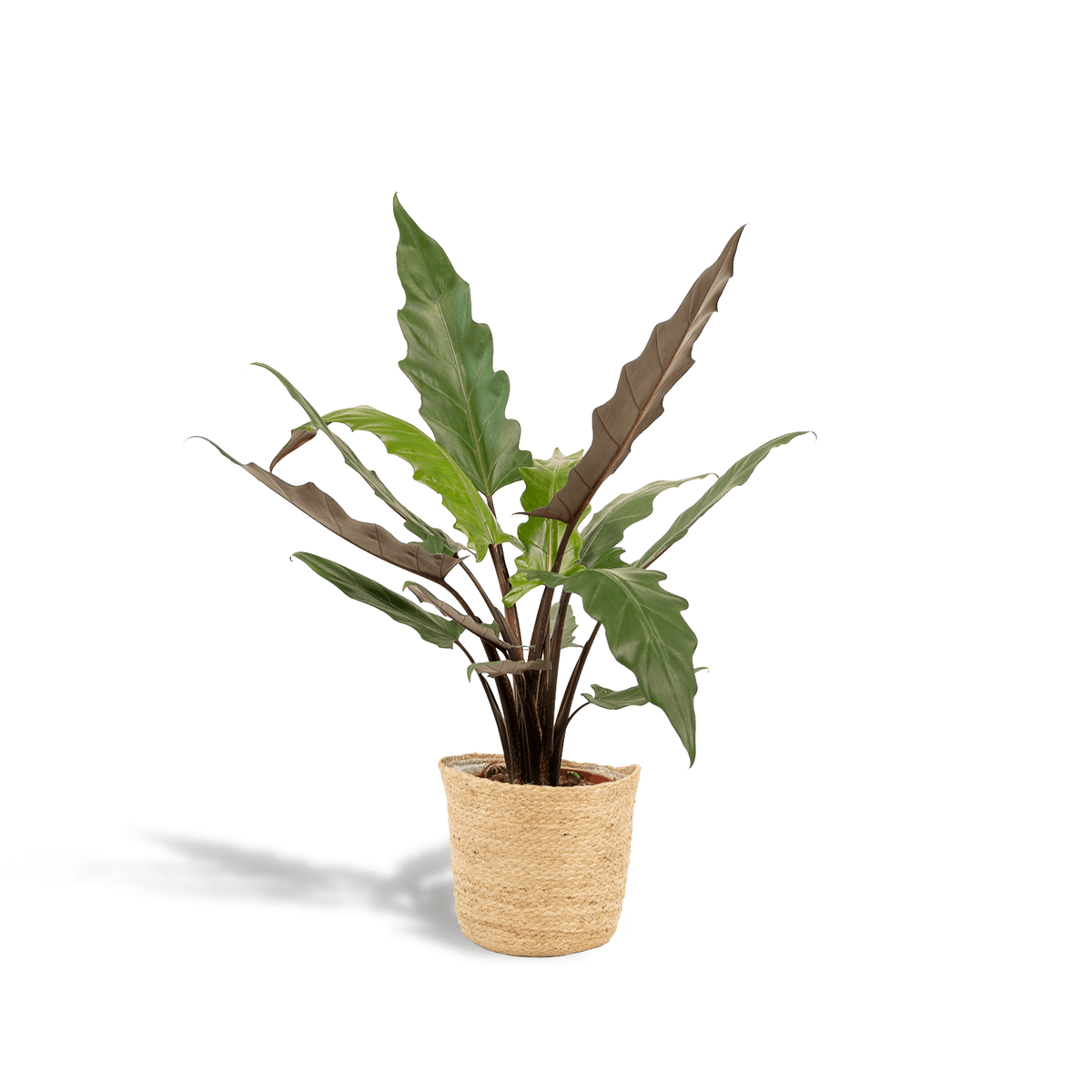 Alocasia Lauterbachiana – Pfeilblatt – Zimmerpflanze – Ø19 cm – ↕80 cm – Mit Korb Selin – Elefantenohr – Luftreinigend – Pflegeleicht 
