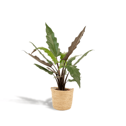Alocasia Lauterbachiana – Pfeilblatt – Zimmerpflanze – Ø19 cm – ↕80 cm – Mit Korb Selin – Elefantenohr – Luftreinigend – Pflegeleicht 