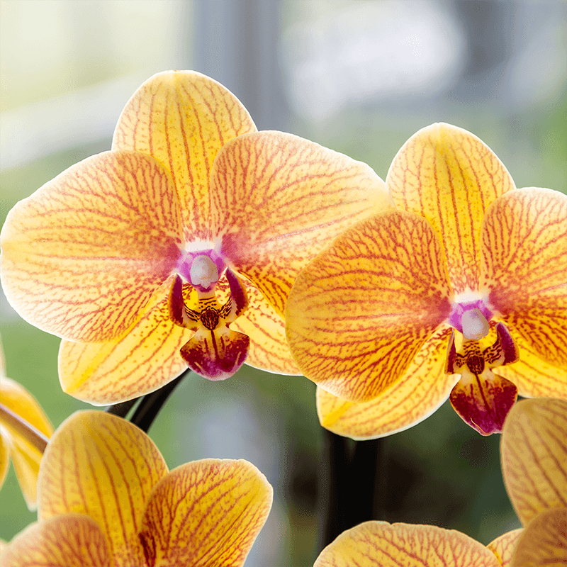 Kolibri Orchids | Orange Phalaenopsis-Orchidee Topfgröße Ø12cm | Sunny Bunny | Blühende Zimmerpflanze – Frisch vom Züchter 