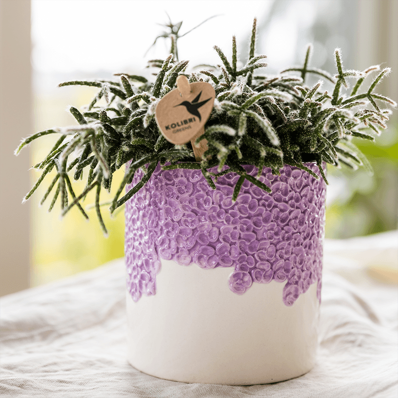Kolibri Home | Bloom sierpot - Lila - Ø12cm 