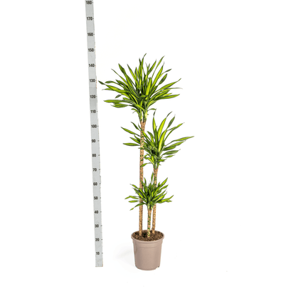 Dracaena Deremensis Rikki mit Korb Ø24cm - ↕130 - 150cm 