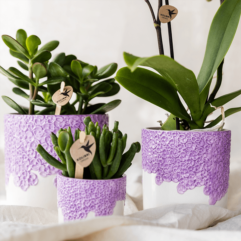Kolibri Home | Bloom sierpot - Lila - Ø12cm 