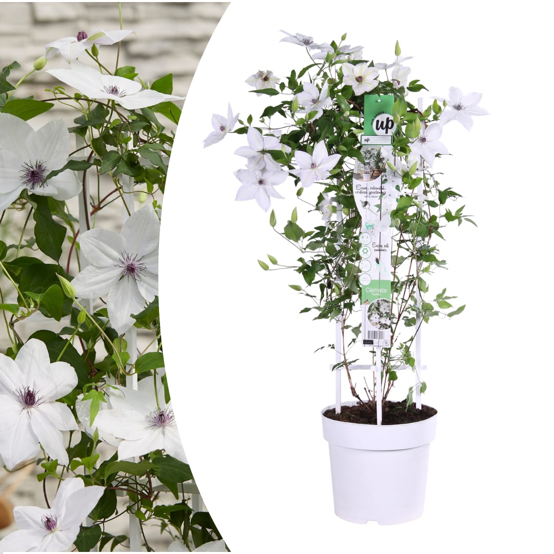 Clematis Tsukiko Ø23cm