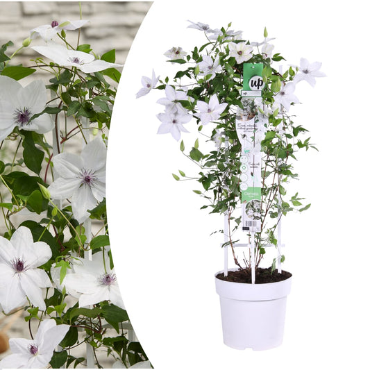 Clematis Tsukiko Ø23cm