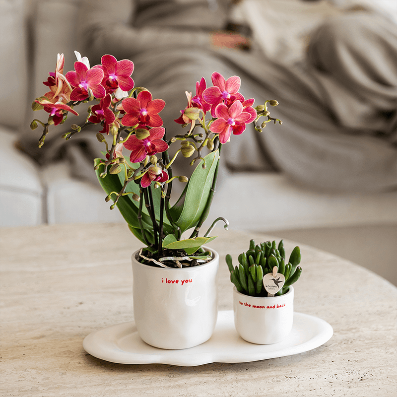 Kolibri Home | I Love You Ziertopf - Ø6cm 