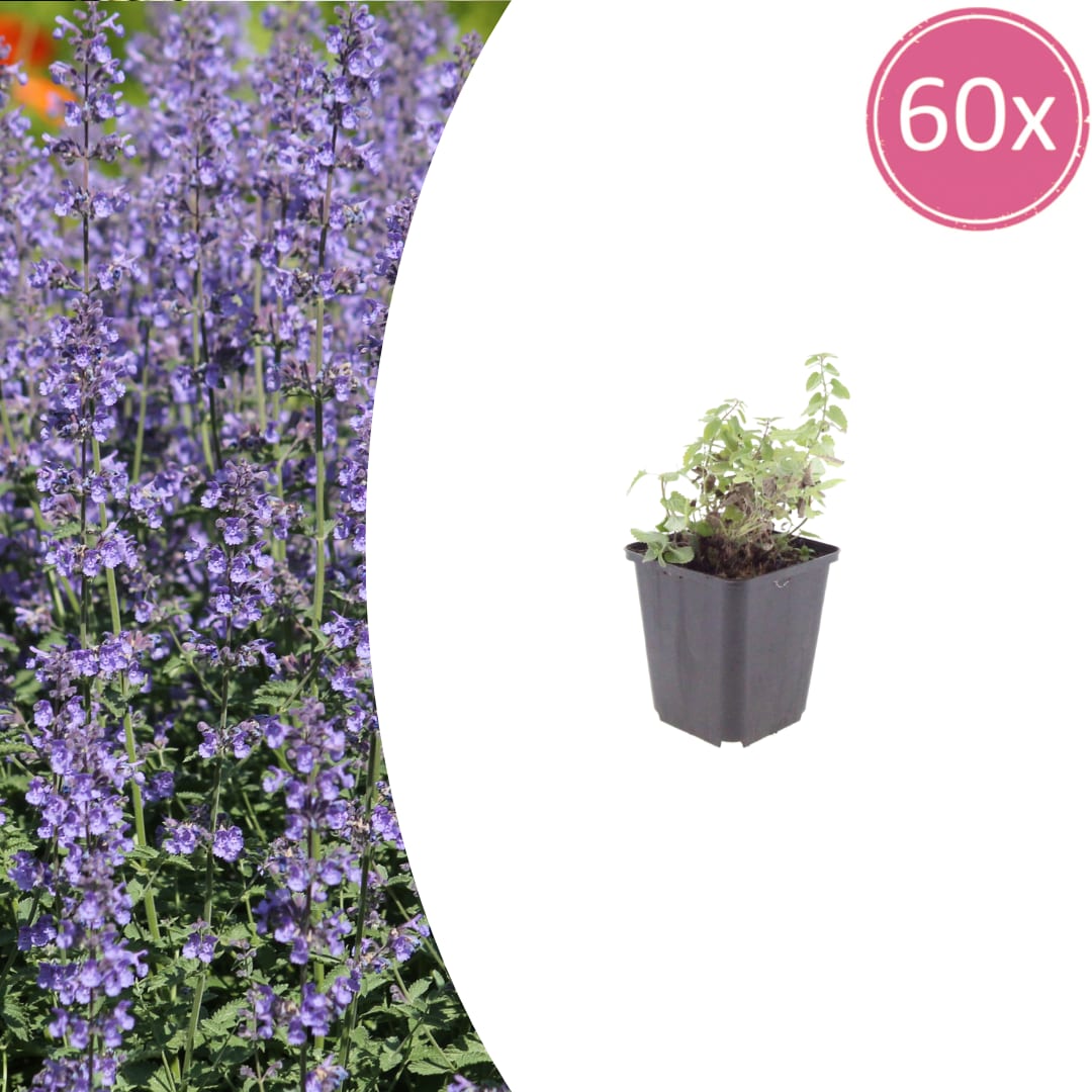 Nepeta Grol Katzenminze – Ø9cm – Höhe 10-25cm – Blauviolett blühende Staude – Bienenfreundlich – Ansicht 32