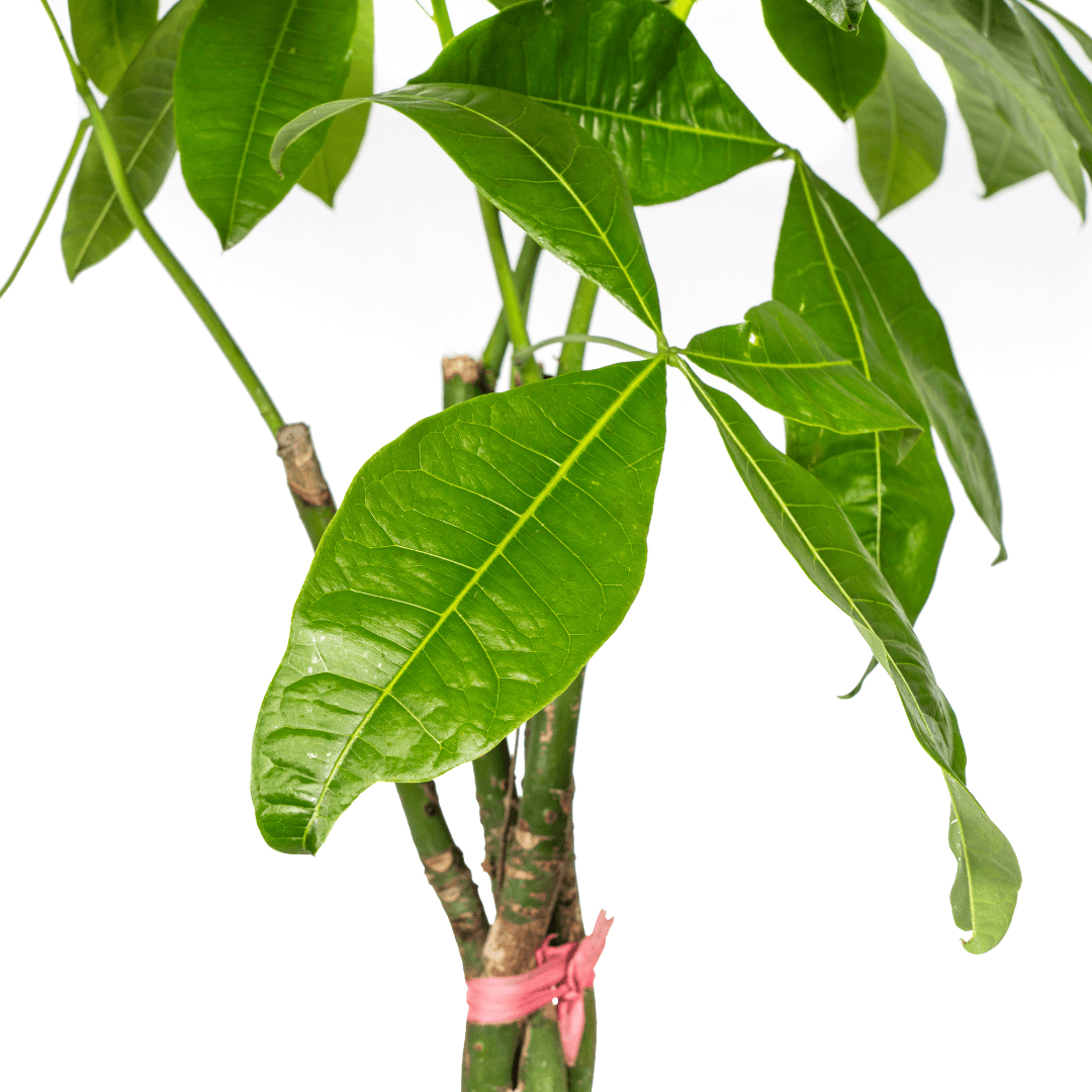 Glückskastanie Pachira Aquatica – Zimmerpflanze – Ø24cm – 120-140cm hoch – Geflochtener Stamm – Exotisch & pflegeleicht 