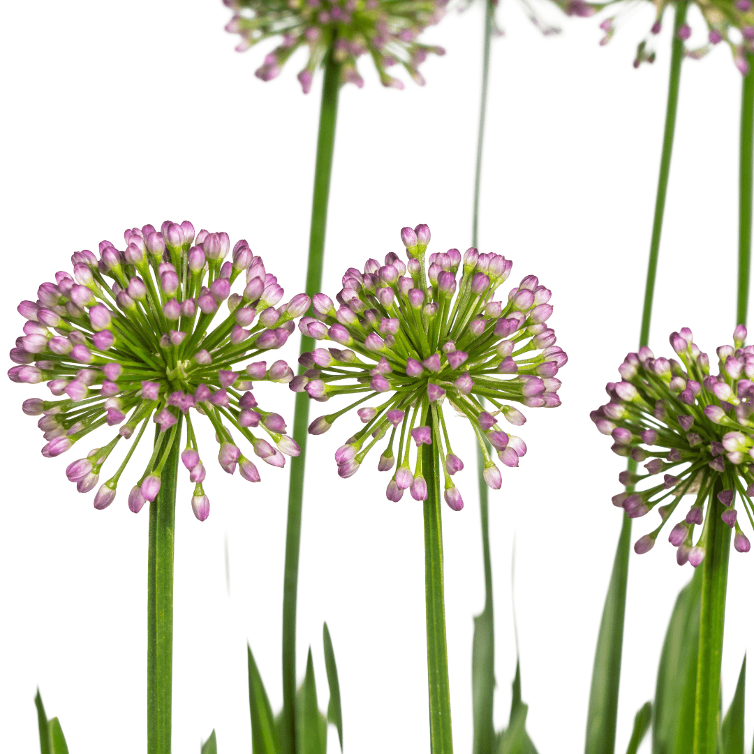 Allium senescens 'Millenium' – Kugellauch – Ø 19 cm – Höhe ca. 60 cm – Rosa Blüte – Für Beet, Steingarten & Topf – Pflegeleicht & trockenheitsverträglich 
