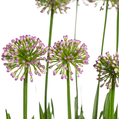 Allium senescens 'Millenium' – Kugellauch – Ø 19 cm – Höhe ca. 60 cm – Rosa Blüte – Für Beet, Steingarten & Topf – Pflegeleicht & trockenheitsverträglich 