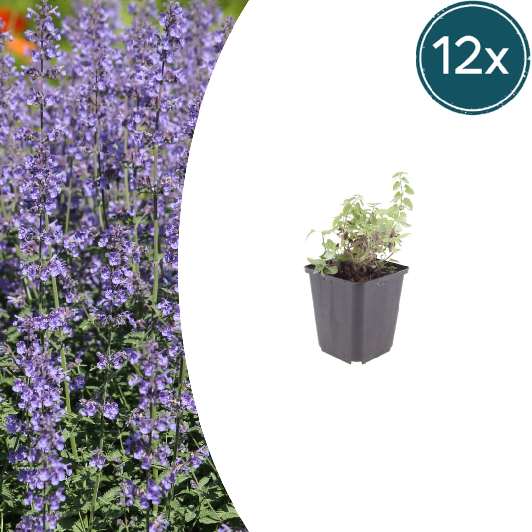 Nepeta Grol Katzenminze – Ø9cm – Höhe 10-25cm – Blauviolett blühende Staude – Bienenfreundlich – Ansicht 11