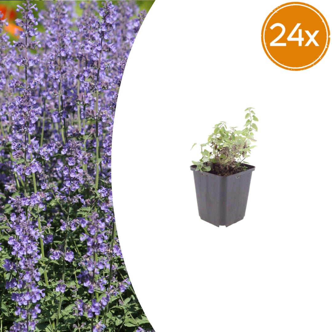 Nepeta Grol Katzenminze – Ø9cm – Höhe 10-25cm – Blauviolett blühende Staude – Bienenfreundlich – Ansicht 18