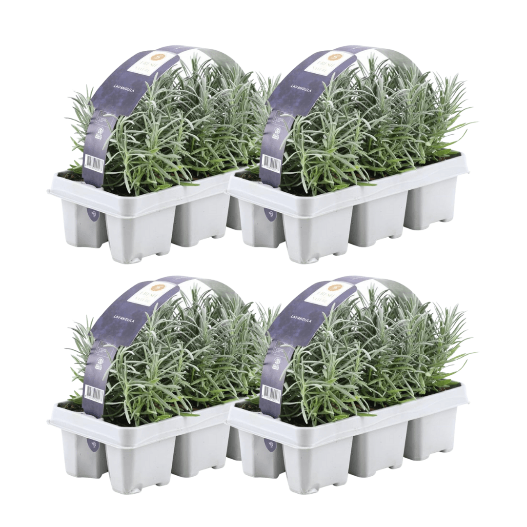 Lavandula angustifolia – Echter Lavendel – Ø7cm – ↕15cm – 12 Pflanzen – Duftende & Mediterrane Pflanzen – Für Garten, Balkon 
