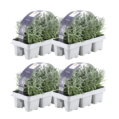 Lavandula angustifolia – Echter Lavendel – Ø7cm – ↕15cm – 12 Pflanzen – Duftende & Mediterrane Pflanzen – Für Garten, Balkon 