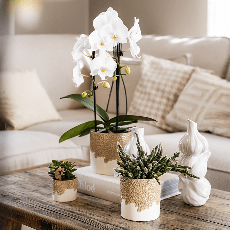 Kolibri Company | Kombi‑Deal | Bloom Sand Übertopf‑Set – 6 cm + 9 cm + 12 cm 