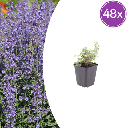 Nepeta Grol Katzenminze – Ø9cm – Höhe 10-25cm – Blauviolett blühende Staude – Bienenfreundlich – Ansicht 25