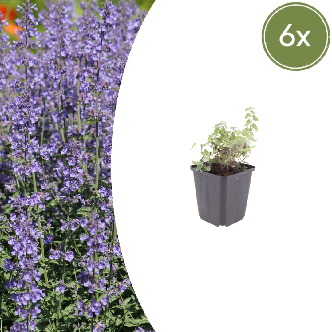 Nepeta Grol Katzenminze Blauviolett blühende Staude Ø9cm 6 Stück