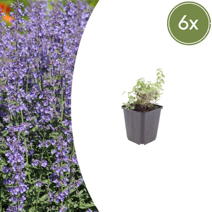 Nepeta Grol Katzenminze Blauviolett blühende Staude Ø9cm 6 Stück