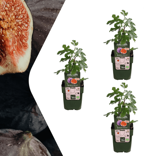 Bio Feigenbaum – Ficus carica – Ø13 cm x H20 cm – 3 Pflanzen – Selbst Früchte ziehen – Mediterranes Gartenhighlight – Frostbeständig & Pflegeleicht 