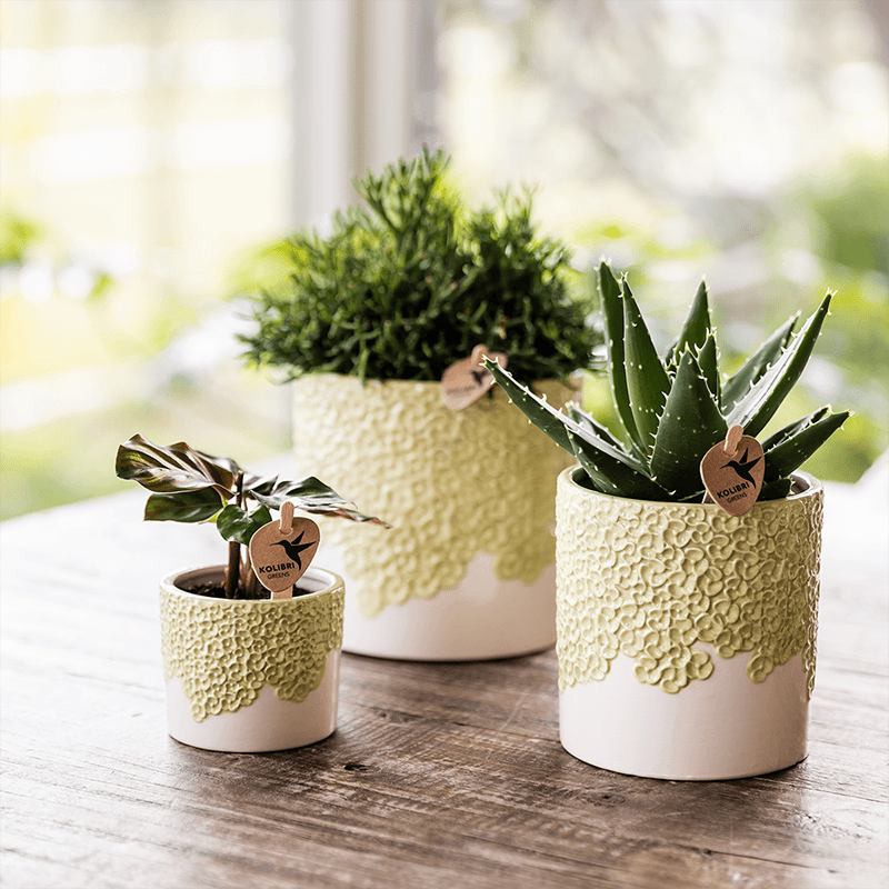Kolibri Company | Kombi‑Deal | Bloom Grün Übertopf‑Set – 6 cm + 9 cm + 12 cm 
