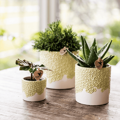 Kolibri Company | Kombi‑Deal | Bloom Grün Übertopf‑Set – 6 cm + 9 cm + 12 cm 