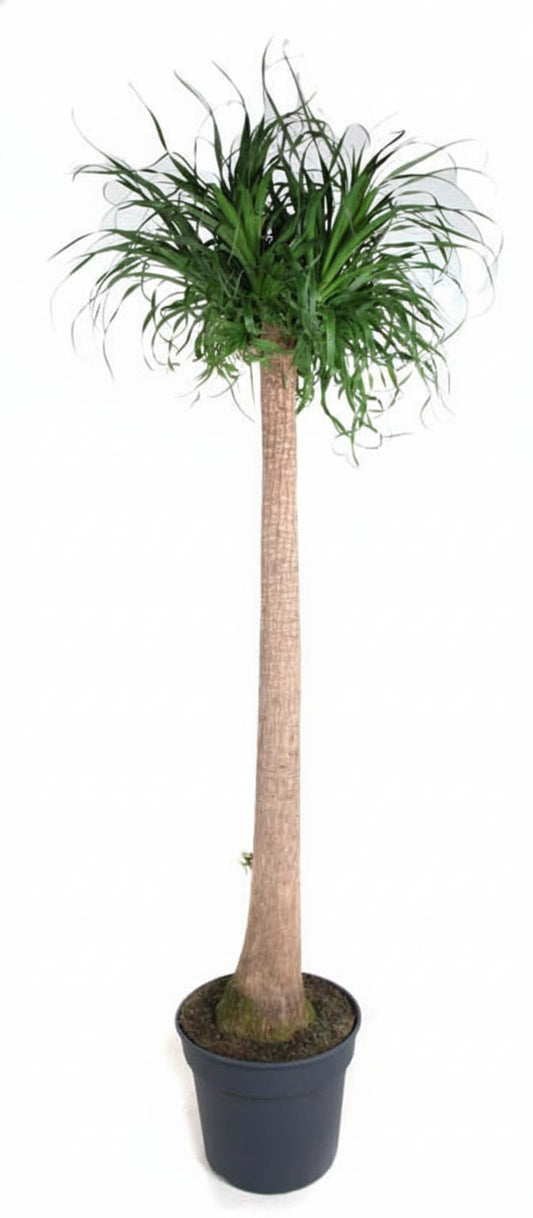 Beaucarnea XXL ca.180-200cm Zimmerpflanze