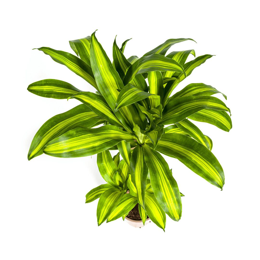Dracaena Fragrans Massangeana met mand Ø21cm - ↕90 - 110cm 