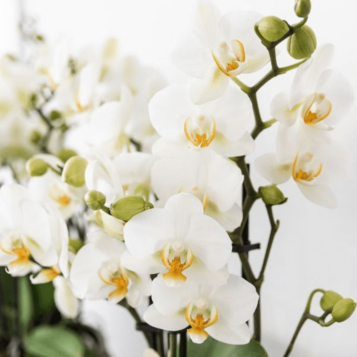 Pflanzenset Mediterranean Sunset – Weiße Phalaenopsis Orchidee Lausanne & Sukkulenten – 3 Pflanzen mit Keramik-Ziertöpfen – Inklusive Tablett – Mediterraner Stil 