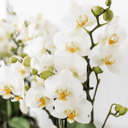 Pflanzenset Mediterranean Sunset – Weiße Phalaenopsis Orchidee Lausanne & Sukkulenten – 3 Pflanzen mit Keramik-Ziertöpfen – Inklusive Tablett – Mediterraner Stil 