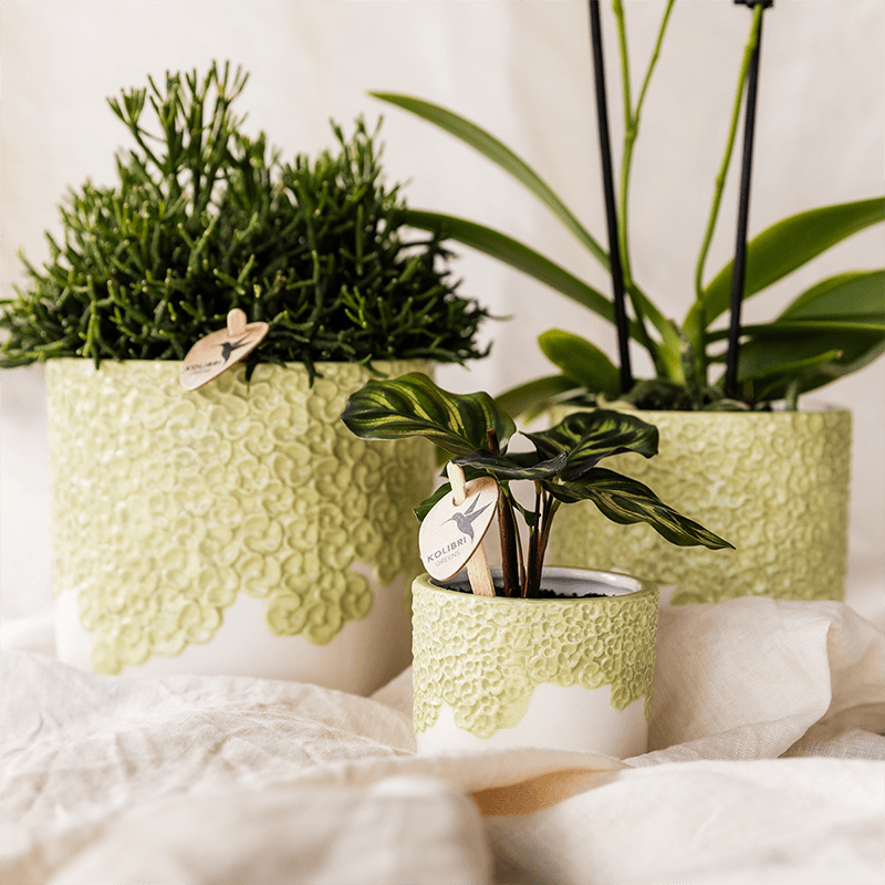 Kolibri Company | Kombi‑Deal | Bloom Grün Übertopf‑Set – 6 cm + 9 cm + 12 cm 