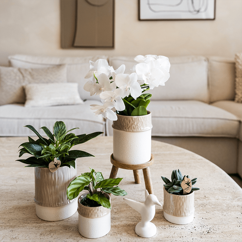 Kolibri Home | Tree Übertopf - Sand - Ø9cm 