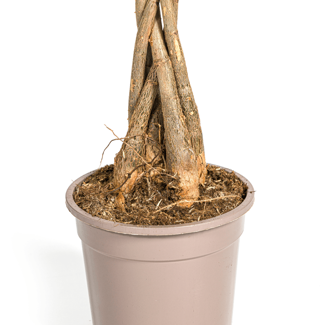 Glückskastanie Pachira Aquatica – Zimmerpflanze – Ø19cm – 70-90cm hoch – Geflochtener Stamm – Exotisch & pflegeleicht 