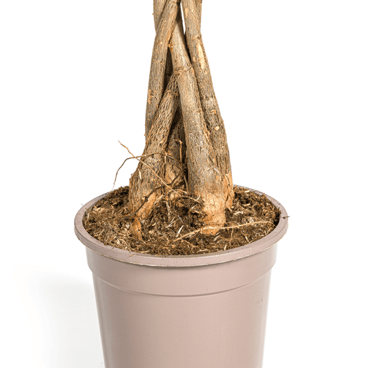 Glückskastanie Pachira Aquatica – Zimmerpflanze – Ø19cm – 70-90cm hoch – Geflochtener Stamm – Exotisch & pflegeleicht 