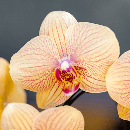 Kolibri Orchids | Sunny Bunny Orchidee gelb/rosa + Retro ocker Übertopf – Topfgröße Ø12cm | blühende Zimmerpflanze – frisch vom Züchter 