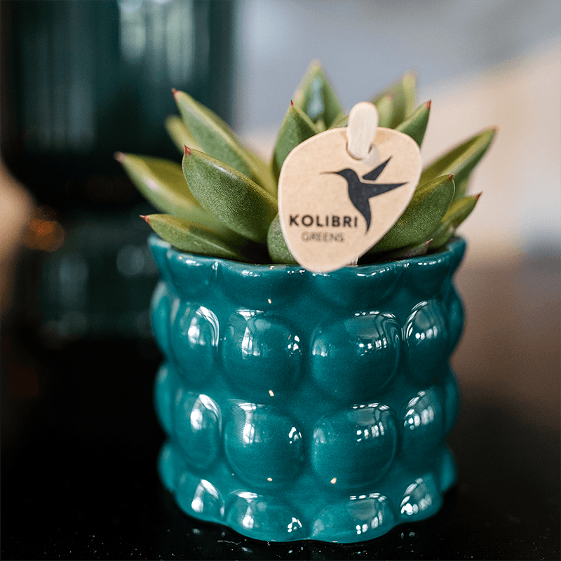 Kolibri Home | Cotton Shine Übertopf - Green - Ø6cm 